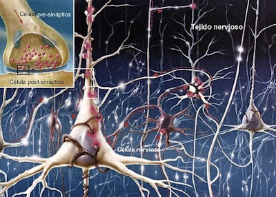 neuronas2
